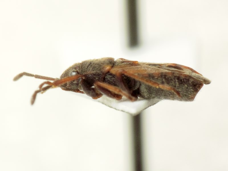 Lygaeosoma anatolicum Seidenstücker, 1960